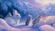 Snow Bunnies
