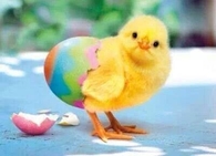 New Baby Chick