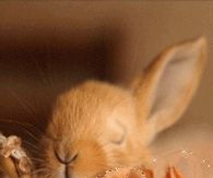 Sweet Little Bunny