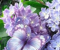 Lavender Flowers & Butterfly