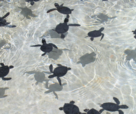 Swimming Turtles