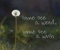 Some see a weed, some see a wish