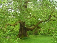 Beautiful Green Nature