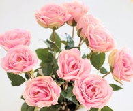 Teacup of Pink Roses