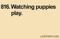 816-puppies