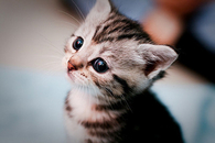 cute kitten
