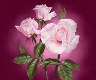 Happy Mothers Day