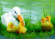 Mama Duck & Ducklings