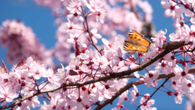 Spring Blossoms