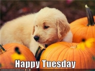 Happy Tuesday
