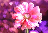Pink Daisy
