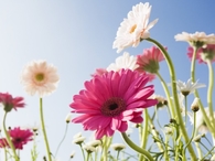 Spring Flowers