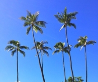 Palm Trees