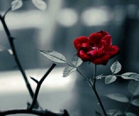 Red Rose