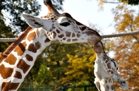 Giraffe kiss