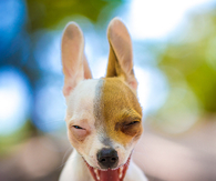Smiling dog