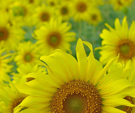 Bright sunflower