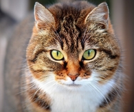 Cat eyes