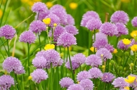 Spring garden