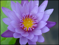 Perfect flower