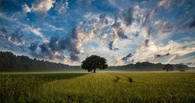Distant tree