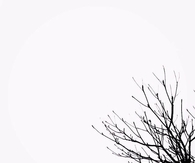 Tall Trees