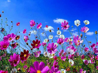 Beautiful Spring Flowers