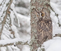 Owl Incognito!!