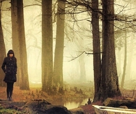 Misty Woods