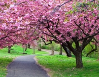 Beautiful Spring