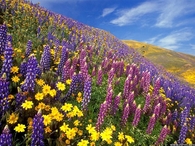 Wildflowers in Spring