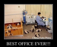 Best Office Ever!