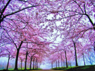 Beautiful Spring Path