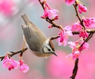 Bird in the Spring