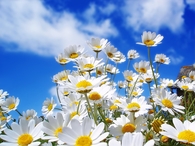 Daisies on a Sunny Day