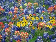 Colorful Wildflowers
