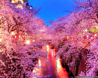Japanese Sakura at Night