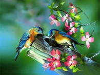 Painting of Birds in Spring