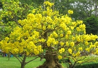 Pretty Tree with Yellow Flowers