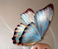 Butterfly and Kitten
