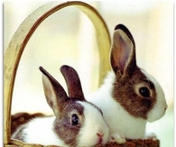 Bunnies in a basket