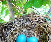 Robin's Eggs