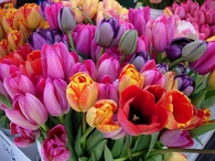 Beautiful Tulips