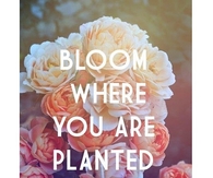 Bloom where you are planted