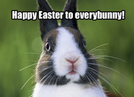 Happy Easter to everybunny