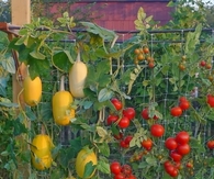 Vertical gardening