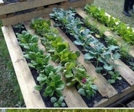 DIY Pallet Garden