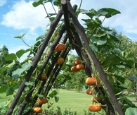 Mini Pumpkin garden