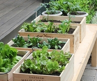 Wine box vegetable garden