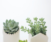 Handmade clay pots